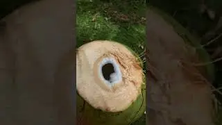 Buko hacienda ni JOJO