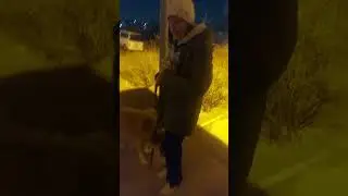 резвятся собачки и кушают
