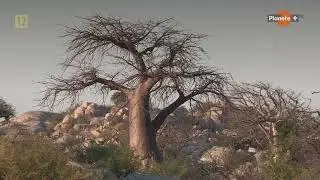 Baobab drzewo nie z tej ziemi Film dokumentalny