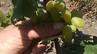 Виноград Ландыш и Венечный,сравнение.23.08.2020