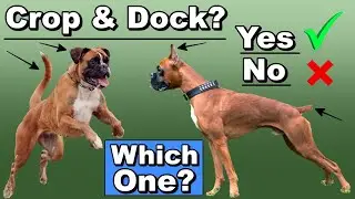 Crop Dogs Ears and Dock Dogs Tails, Or, Don't Do Either?  What's Your Opinion?