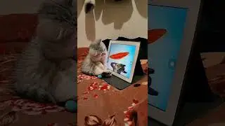 вечерний сеанс 😺 #милота #cat #котики #funny #коты #cute #котята #catlover #pets