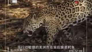 In the hunting moment of 4 animals, the jaguar can kill the crocodile in seconds 2021