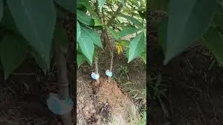 Mandioca vassourinha no ponto de colheita