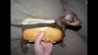top chien et chat marrant