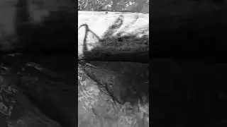 Weird Shadow. #meditationmusic #relaxingmusic