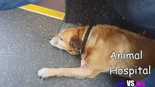 Animal Hospital - Mr Vs Mrs - Vlog 10