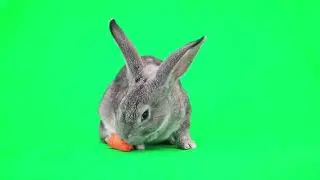Green Screen Rabbit With Real Movement  | Graphics For Projects Videos (Free To Use)