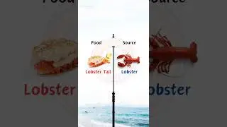 Food and it's source