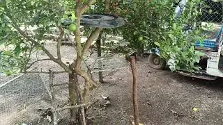HICEMOS UN CORRAL PARA POLLOS CON RECURSOS A LA MANO