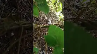 котячий спецназ 