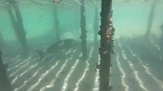 Samson fish at Abrolhos islands