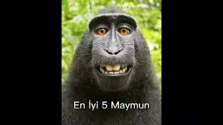 En iyi 5 Maymun