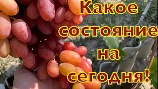 Состояние винограда! Что созрело!