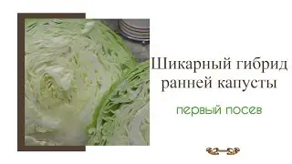 Рекомендую вам шикарный гибрид ранней капусты - первый посев в марте