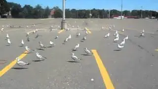 Feeding The Seagulls