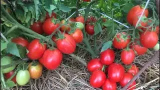 Open ground tomatoes. SEEDS WILL BE AVAILABLE IN THE FALL.