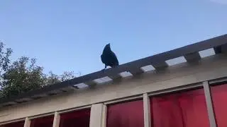 Он любит летай/  He likes to fly