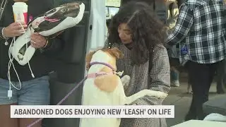 Dozens of rescued dogs from Honduras now adapting to life in the states