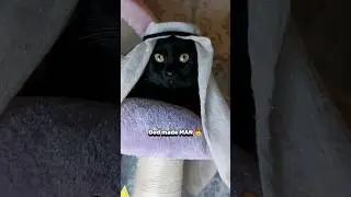 Makes sense to me!😤🤣🤌 #funnyvideos #funnycats #cats #shorts #memes #catmemes #blackcats #funny #joke