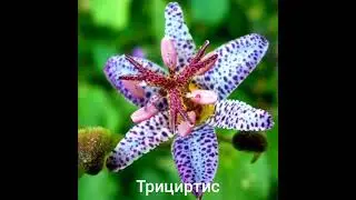 Самые красивые цветы в мире 