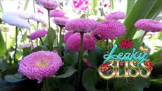 bLAck pARty - Bloom (1 Hour Flower Power) 🌺