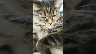 киса