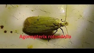 Agonopterix rotundella  by Theo