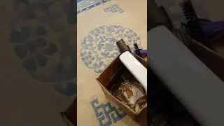 Cleaning the Dyson7 rug sweeper head