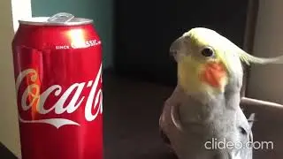 cutest parrots compilation(x2), but it's reversed