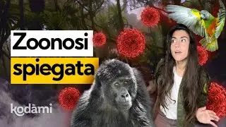 Come funzionano le zoonosi e perché i virus saltano dagli animali all'uomo?
