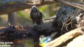 Pico Picapinos y Carbonero Común bebiendo