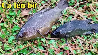 Mưa to cá từng đàn kéo lên bờ nằm hứng nước đi bắt không kịp luôn | THÚ VUI MIỀN TÂY. Tập 525