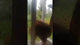 киса Сима просится домой.🐈🐈🐈