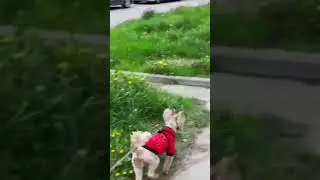 Хозяйка у себя на районе