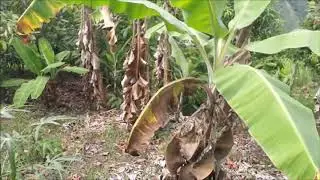 Finca en Gualilo Bajo Bucaramanga