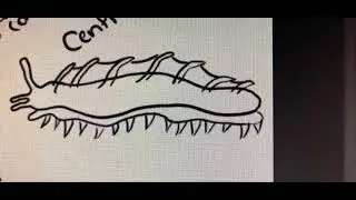How to 3D model a game creature 1/5