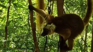 Lemurs of Madagascar 🇲🇬 Nosy Be National Park