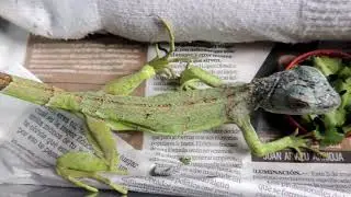 Como curar a una Iguana Maltratada !