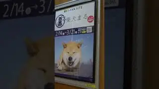 Japanese Pop Idol 