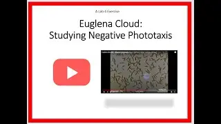 Euglena Cloudlab - Negative Phototaxis