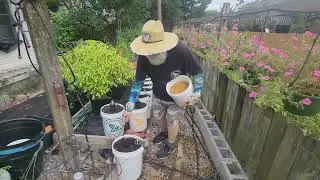 240902 GroBucket Fall Micro Tomatoes