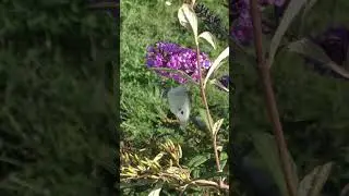 Цветок похожий на сирень
