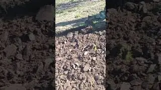 👍 Самодельный ПЛУГ | Самодельный ТРАКТОР #shorts