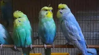 A detailed explanation of the yellow face and golden face mutation in budgies