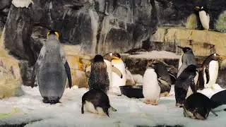 Antarctica: Empire of the Penguin, SeaWorld, Orlando, FL