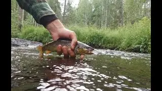 первая форелевая река в Карелии