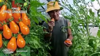 Обзор томатов сорт Груша оранжевая