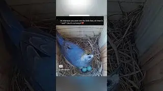 Here ya go! How’d we do? 😂🤣 #bluebirds #birdslover #funnybirds #nature #birdhouse #birdbox