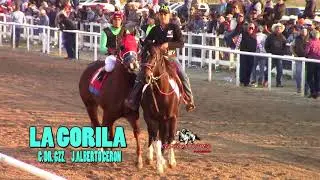 LA GORILA VS EL ROLEX